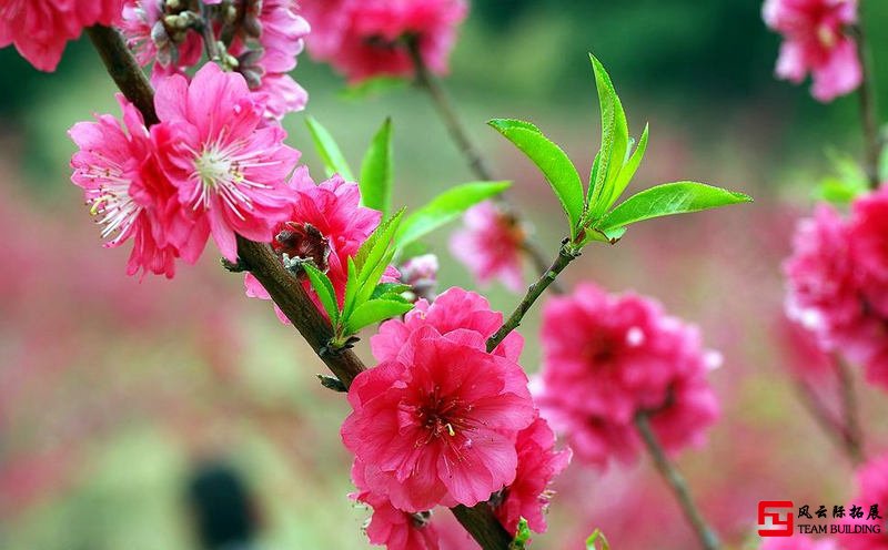 春暖花开踏青季团建不一样