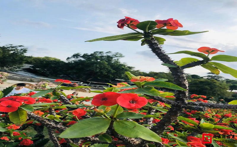 东莞松山湖梦幻百花洲生态园团建